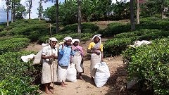 Sklizeň čajových lístků v horách na Srí Lance
