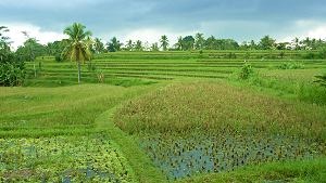Rýžová pole v okolí Ubudu