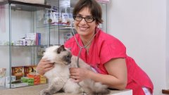 Nemoci koček a jak je léčit