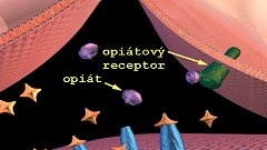 Jak je to s lidskou náladou: Opiát a opiátový receptor; zdroj: NIDA