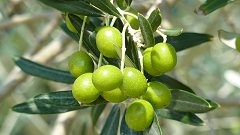 Olivy ve Středomoří