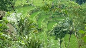 Terasovitá políčka na severu Lomboku