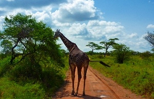 Žirafa si nás nejdřív prohlédla a pak se vydala za něčím na zub