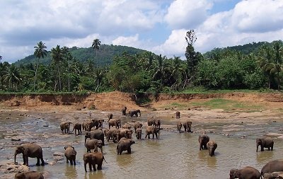 Koupající se sloni na Srí Lance